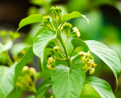 Glucovive™ Panax Ginseng Aerial Extract