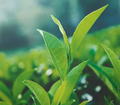 Glucovive™ Green Tea Leaf Extract