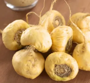 Glucovive™ Maca Root Extract